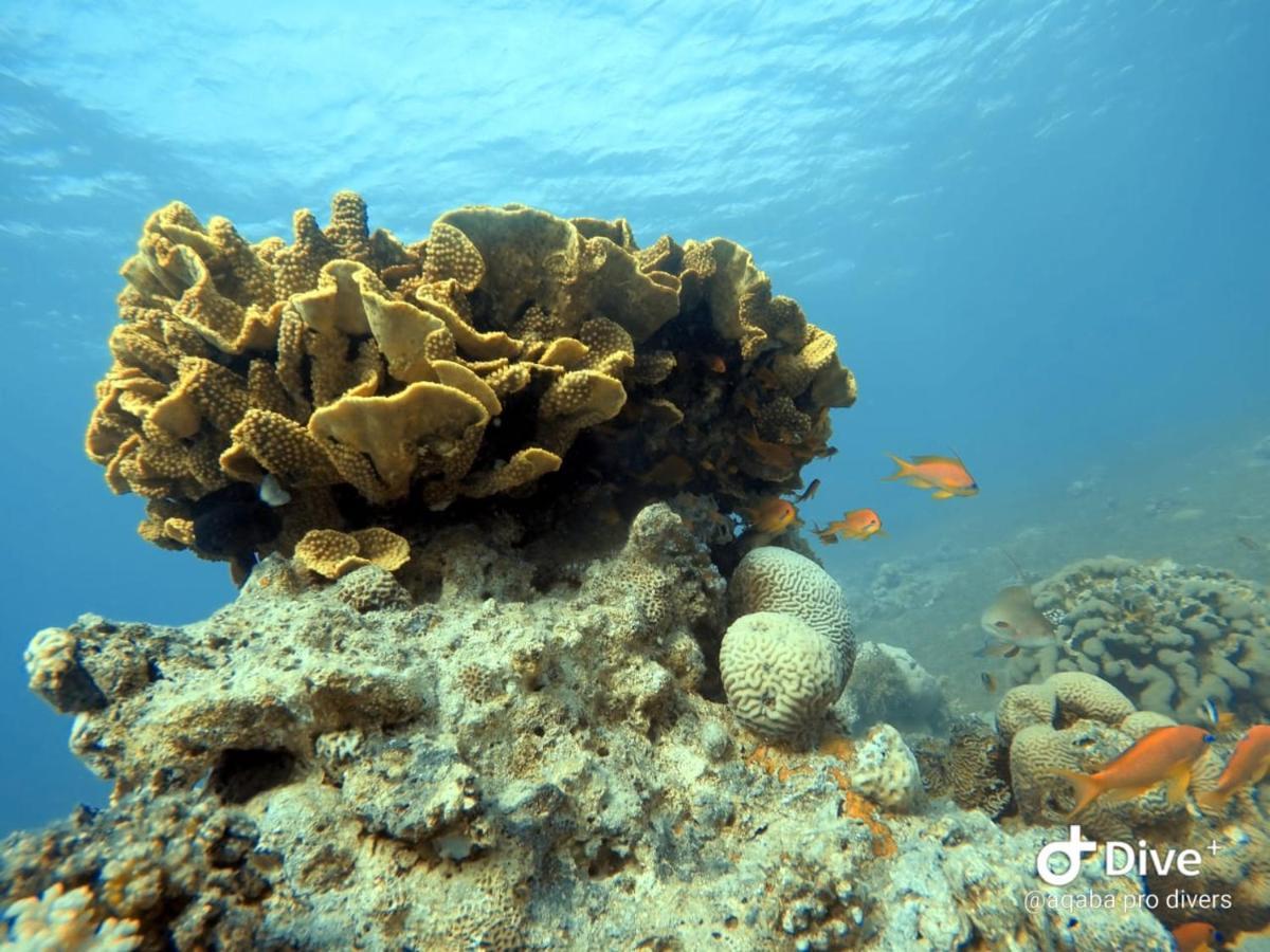 Aqaba Pro Divers Exteriör bild