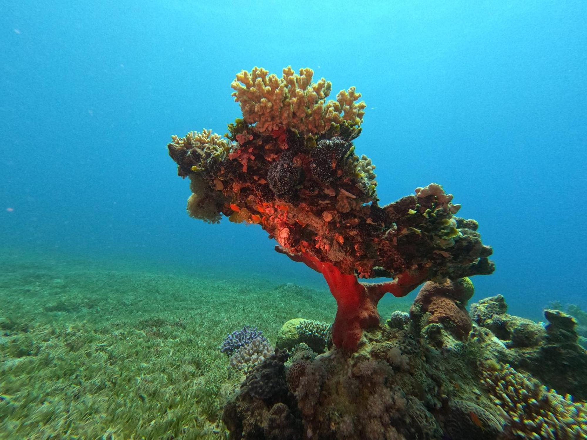 Aqaba Pro Divers Exteriör bild