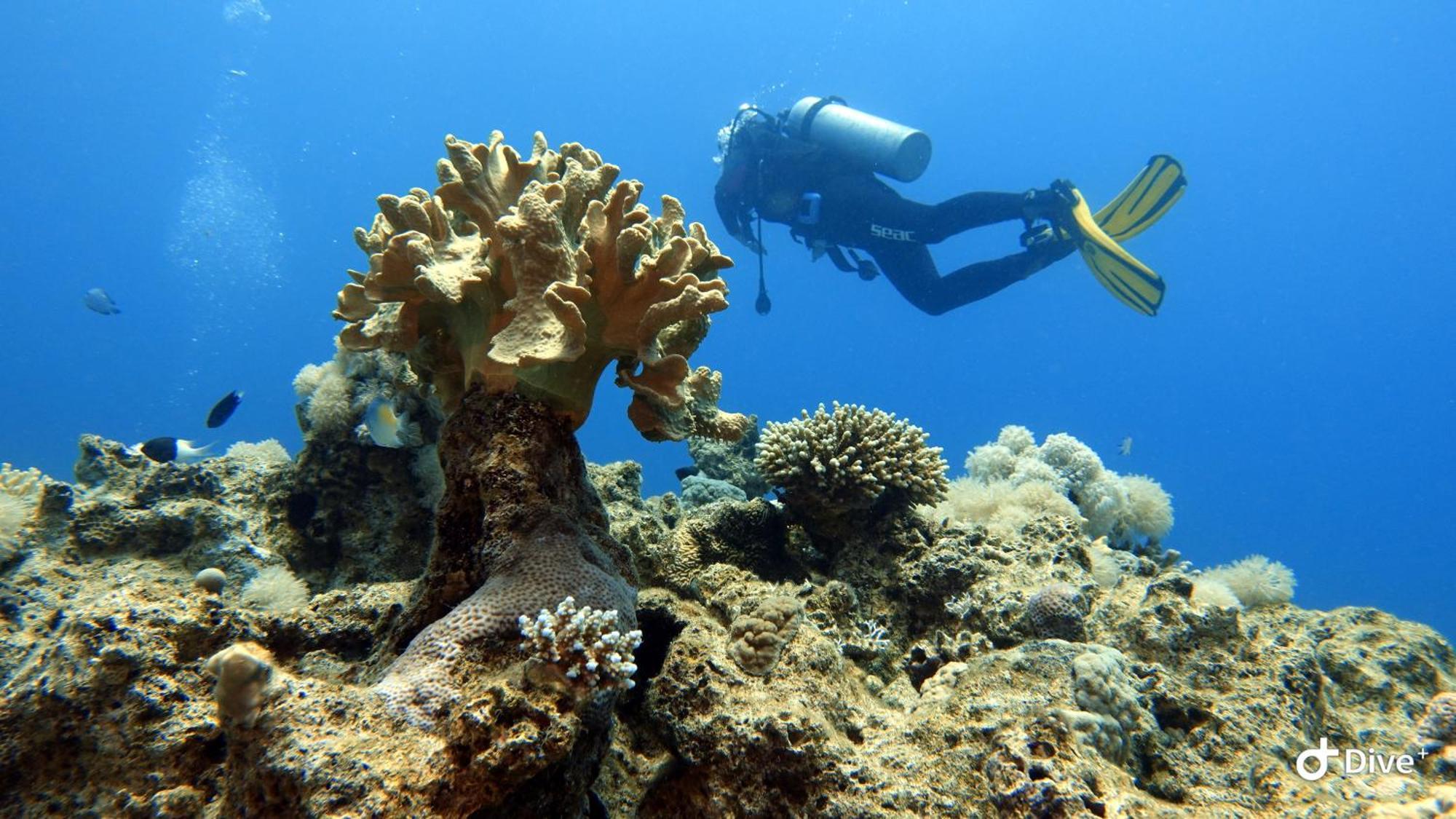 Aqaba Pro Divers Exteriör bild