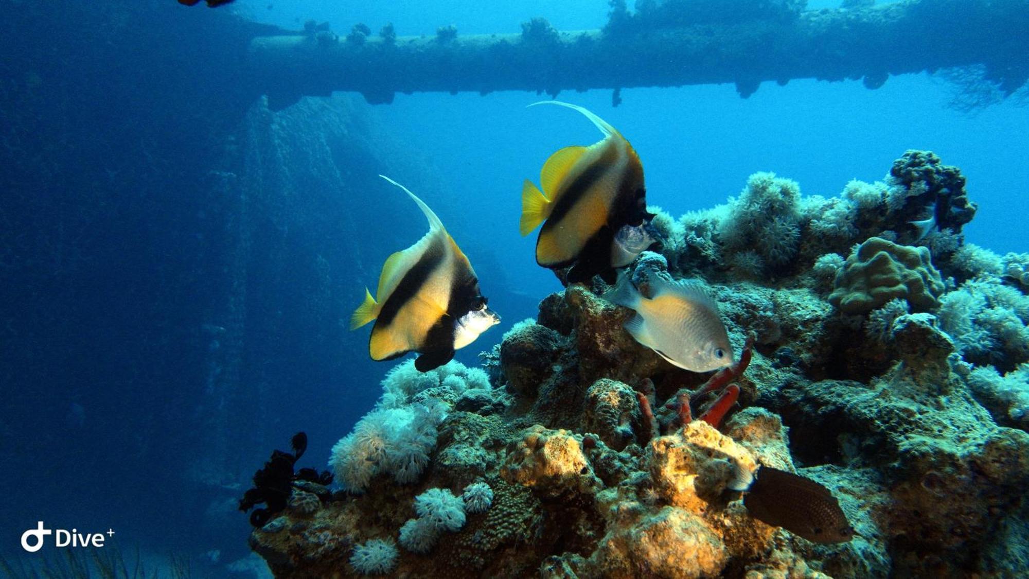 Aqaba Pro Divers Exteriör bild