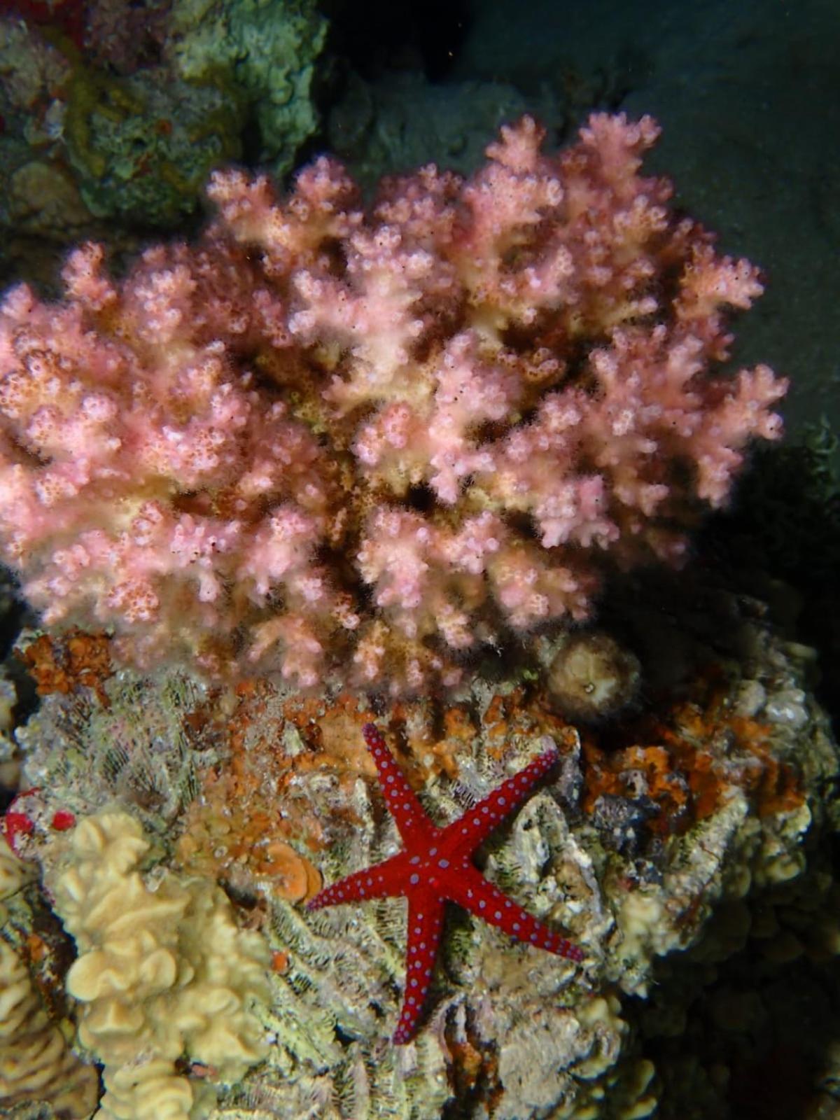 Aqaba Pro Divers Exteriör bild
