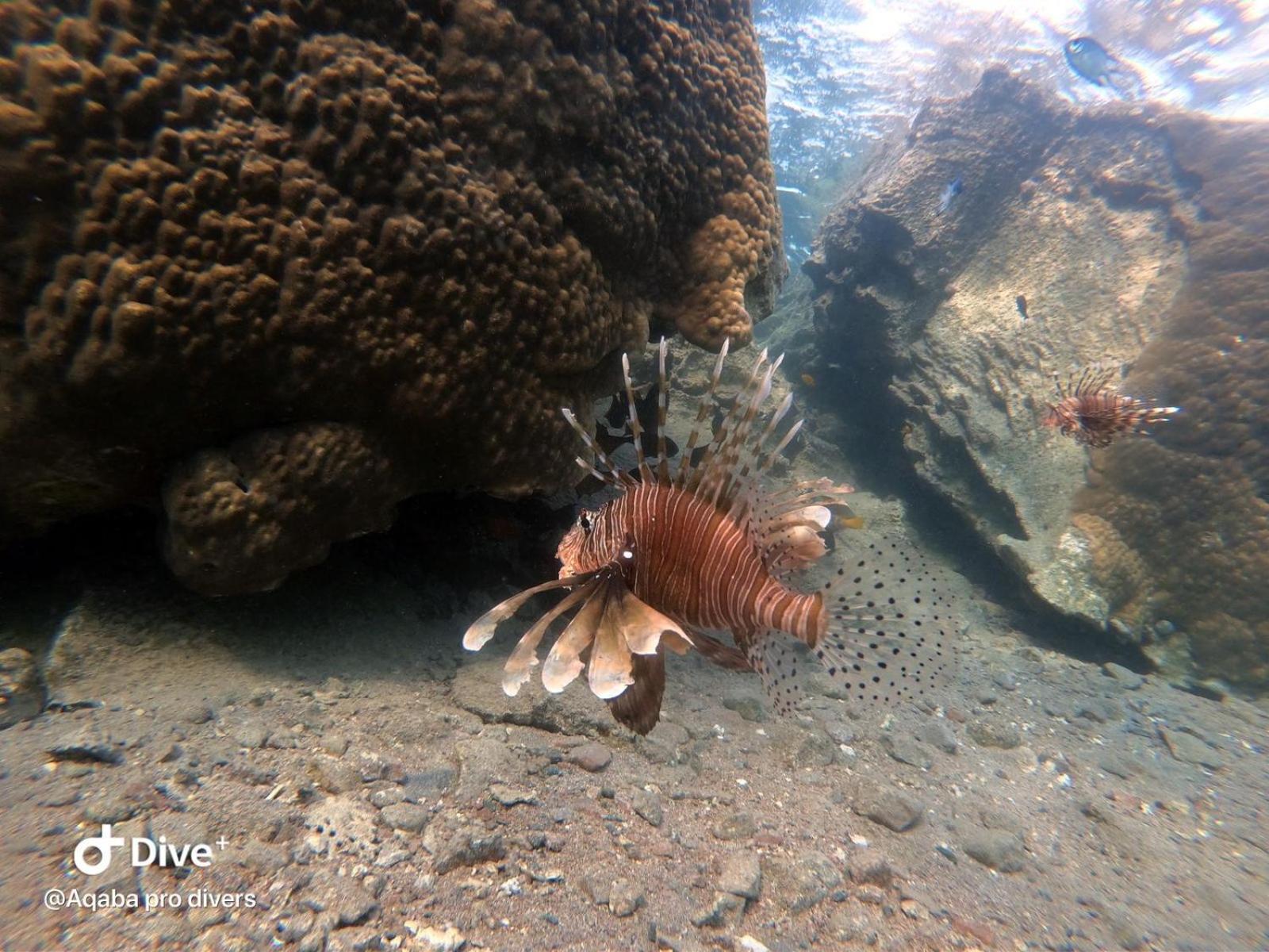 Aqaba Pro Divers Exteriör bild