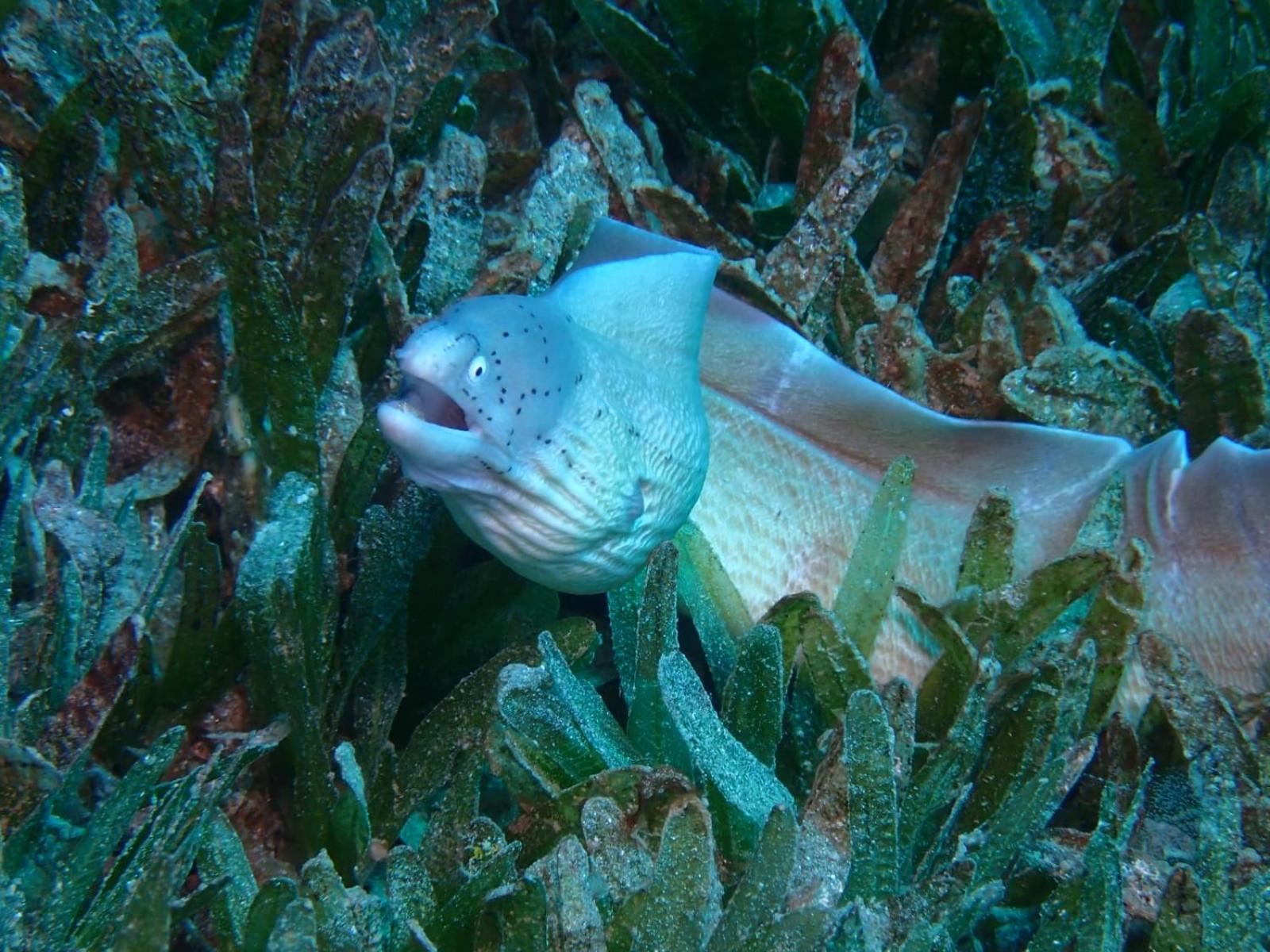 Aqaba Pro Divers Exteriör bild