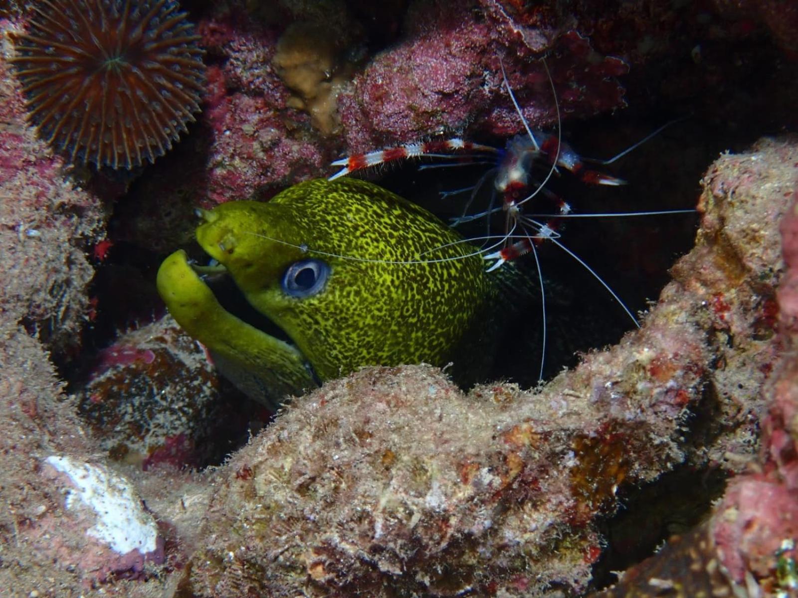 Aqaba Pro Divers Exteriör bild