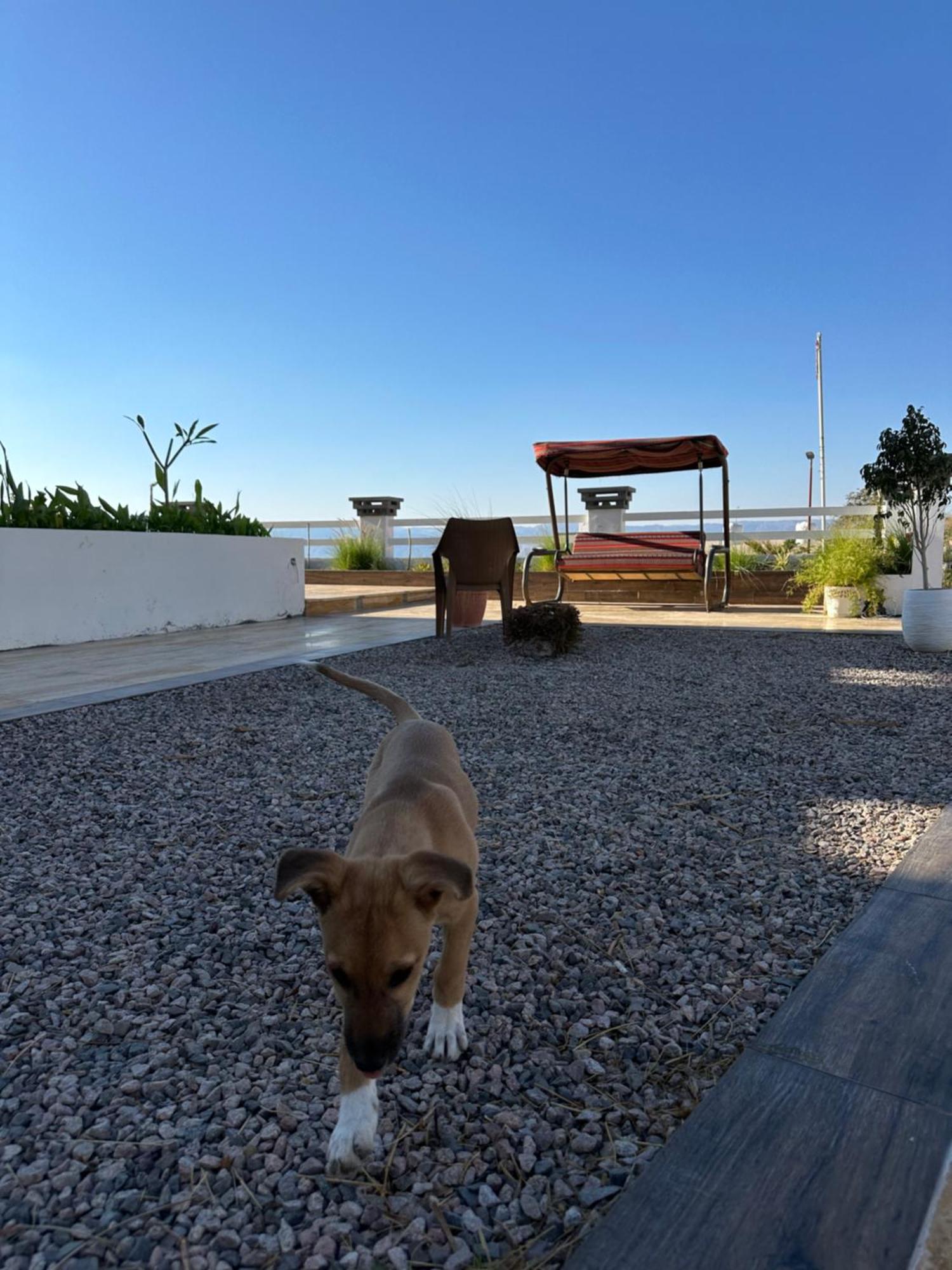 Aqaba Pro Divers Exteriör bild